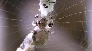 White Cyclosa Trashline Spider Araneidae [upl. by Ben]