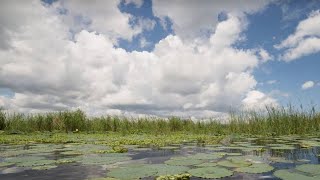 Seminole Wind by John Anderson [upl. by Attelliw256]