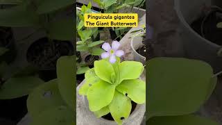 Giant tropical butterwort  Pinguicula gigantea  Carnivorous Plant flowers plants fy [upl. by Lifton]