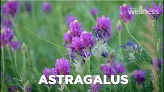 How to improve vitality and immunity with astragalus [upl. by Ahsatin818]