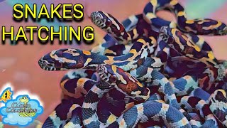 So Many Baby Snakes Hatching Breeding Snakes [upl. by Edwine]