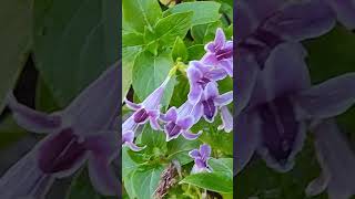 Asystasia intrusa flowers in my garden todays bloom plantlovershortsfeedshortvideoshortsfeed [upl. by Ailec]