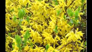 Forsythia Fruit Benefits [upl. by Edmee]