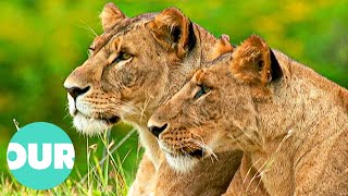 How Lioness Take Over the Lead in the Warthog Hunt  Our World [upl. by Airretal]