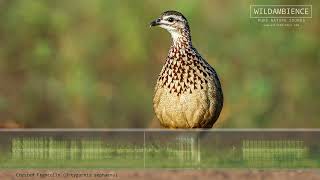 Crested Francolin Call amp Sounds [upl. by Wei]