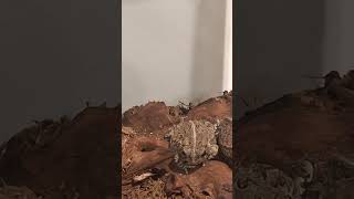 They love their crickets amphibians cool toad toadsplace cute toads [upl. by Eseilanna]