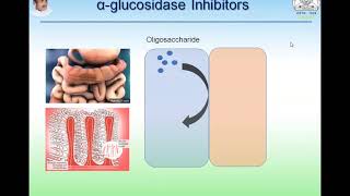 SGLT2 Inhibitors amp alpha glucosidase inhibitors [upl. by Aid]