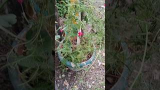 Mayil manikam cypress vine red flower creeper short gardening tips viralshort [upl. by Adorl]