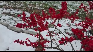 Winterberry project update [upl. by Atiuqcaj]