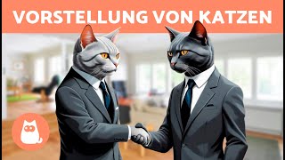 Wie man ZWEI KATZEN richtig EINFÜHRT 🐱🐱✅ 7 Schritte damit sich neue Katzen gut verstehen [upl. by Areyk415]