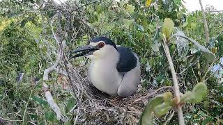 The blackwinged bird lays on its eggs to reproduce birdslover [upl. by Ebsen843]