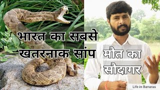 Russells viper Highly Venomous Deadly Venomous Russells viper Most Dangerous Snake Murli Wale [upl. by Wyatt]