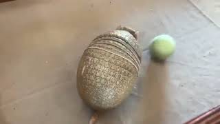 Armadillo playing with a ball  Armadillo catching a ball  Armadillo rolling 😁 [upl. by Aneras]