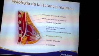 FISIOLOGÍA DE LA LACTANCIA MATERNA [upl. by Mmada]