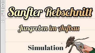 Sanfter Rebschnitt in Animation erklärt  Aufbau von jungen Reben [upl. by Lorianna]