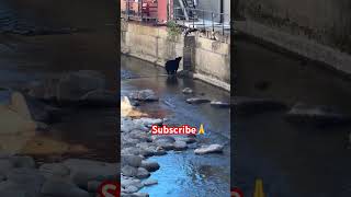 Curious bear in the gatlinburg river bear nature shorts gatlinburg short [upl. by Nonarb846]