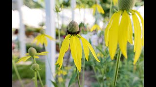 Ratibida pinnata  Grayhead Prairie Coneflower Drooping Coneflower Grayheaded Mexican Hat [upl. by Aramanta]