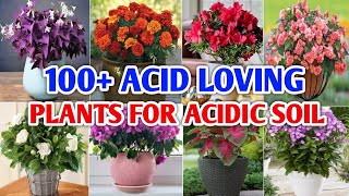 100 Acid loving Plants For Acidic Soil  Acid Loving Plants for your Garden  Plant and Planting [upl. by Aufa625]