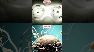 Mitosis vs Meiosis [upl. by Martine]