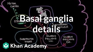 The basal ganglia  Details of the indirect pathway  NCLEXRN  Khan Academy [upl. by Brenn161]