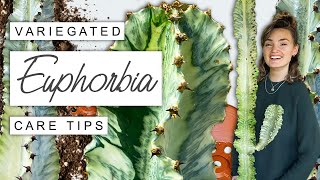 Variegated Euphorbia TIPS  TRICKS 🌵 Complete Care Guide For Euphorbia Variegata [upl. by Basham]