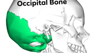 occipital Bone part 2 [upl. by Bernice]