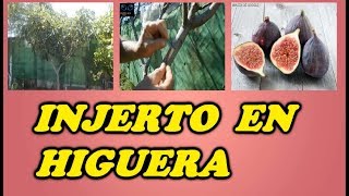 Injerto en una Higuera  Todo Huerta y Jardín [upl. by Suoicul]