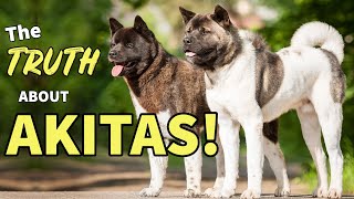 5 MYTHS About AKITAS [upl. by Asenad464]