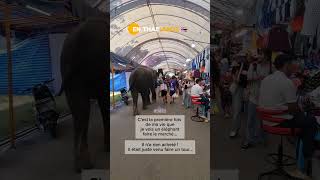 1 éléphant au marché 🐘 🇹🇭elephants marché thailande thailand reels [upl. by Aicel]