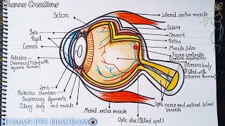 How to draw a human eye diagram in a very easy way Human eye diagram step by step [upl. by Mandal]