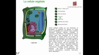 La cellule végétale Animation [upl. by Wakefield]