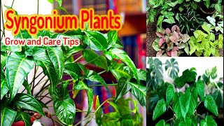 How to care syngonium plant in winter [upl. by Ateuqram]