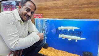 Snow Gar Fish At Karnataka Aquarium [upl. by Engedus551]