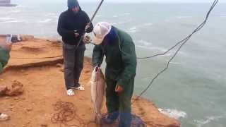 Partie de pêche sur la côte du Sahara Atlantique [upl. by Ealasaid]