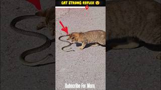 Cat Strong Reflex 💀  Cat vs Snake 😱 shorts [upl. by Darby]