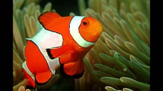 Focus on Species Clownfish aka anemonefish [upl. by Nnyroc]