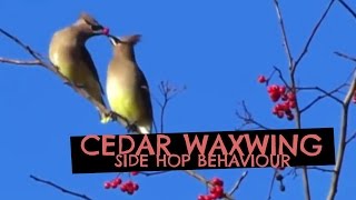 The Side Hop Behaviour of the Cedar Waxwing [upl. by Grail]