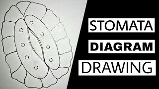 How to draw Closed Stomatal pore diagram of Stomata step by step in easy way  Science Vs Art [upl. by Anitsirhcairam]