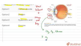 Which is absent in aqueous humor   11  NEURAL CONTROL AND COORDINATION  BIOLOGY  A2Z  Doub [upl. by Ormond]