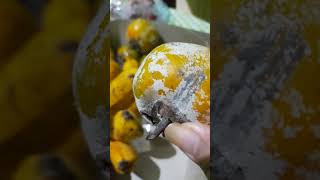 Mengapa Buah Kesemek Berbedak  Diospyros kaki buahlangka buahunik [upl. by Daryn709]