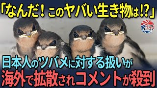 【海外の反応】「なんだ！このヤバい生き物は」日本人のツバメに対する扱いが海外で拡散されコメントが殺到 [upl. by Einnoc11]