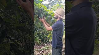 Aguacates GIGANTES 😱🥑🤩aguacate choquette colombia curioso [upl. by Dlawso]