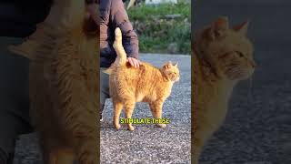 Why do cats love butt pats Any harm🐱 🐈 [upl. by Jeremy]