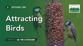 Attracting Birds  From the Woods Today  Episode 186 [upl. by Ydisac]