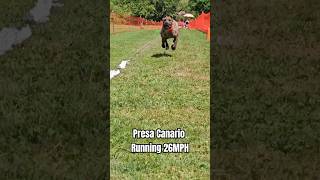 Presa Canario AKC FastCAT  2606MPH  The Proper K9 [upl. by Obadiah]