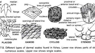 scales in fishes one short video [upl. by Ahsier]