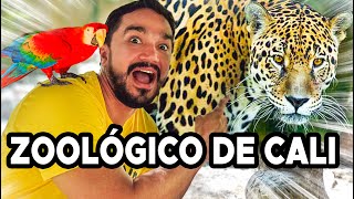 El Mejor Zoológico de Colombia 🇨🇴 El Zoológico de Cali 🐯 [upl. by Mccully]