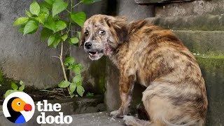 Stray Puppy Gets Rescued And Cant Stop Jumping For Joy  The Dodo [upl. by Oigroeg523]