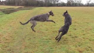 Deerhounds [upl. by Tomkin513]