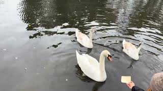 Feeding the swans at Welshpool Canal [upl. by Nanni325]